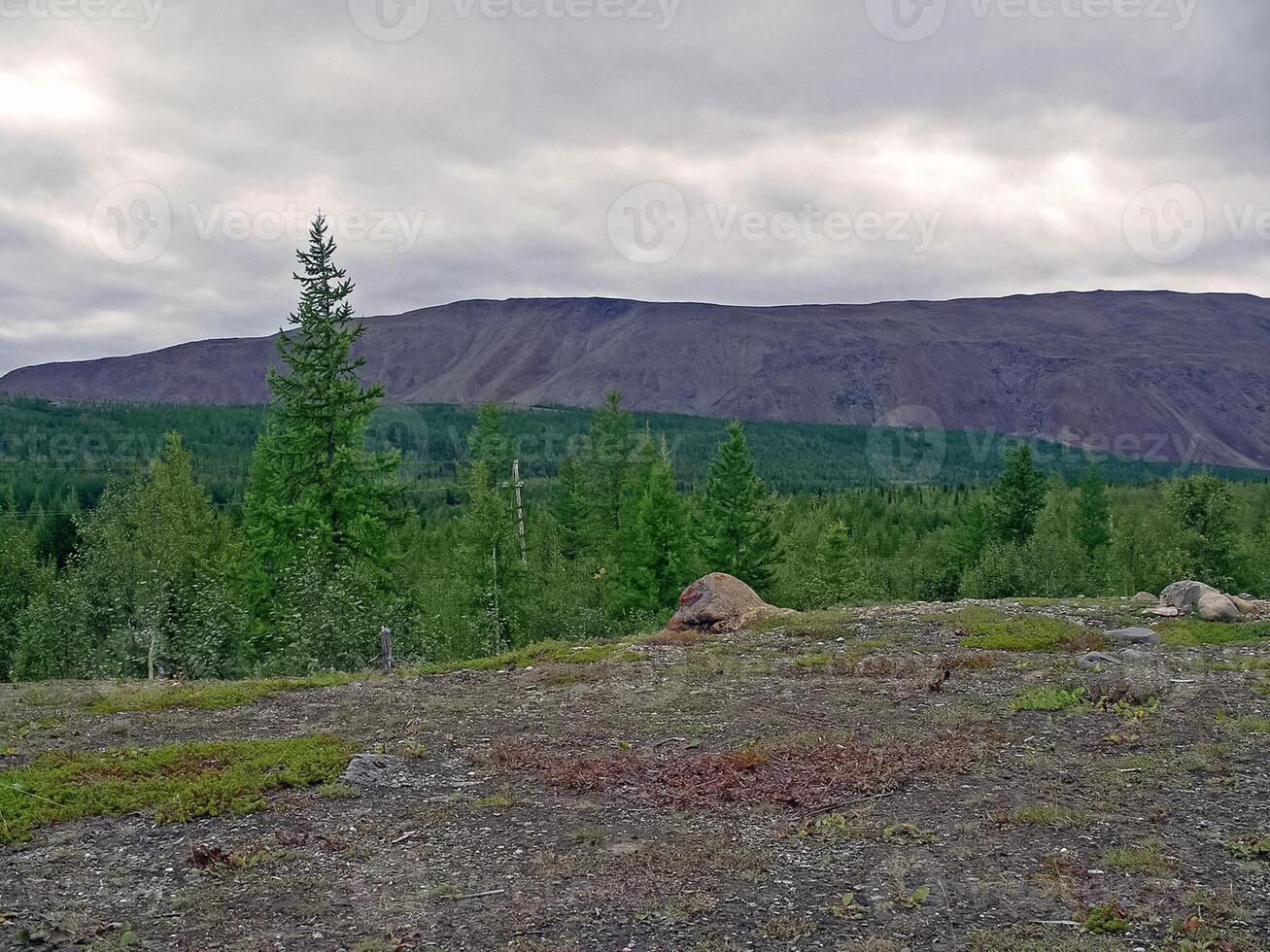 foresta tundra paesaggio nel il estate. taiga di Siberia. yamal. foto