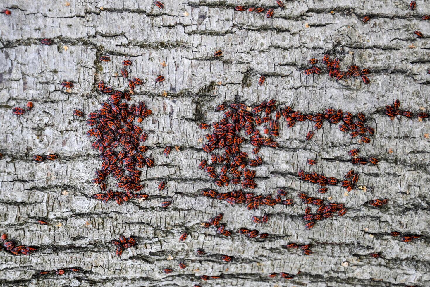 rosso bug crogiolarsi nel il sole su albero abbaio. autunno soldati caldi per coleotteri foto