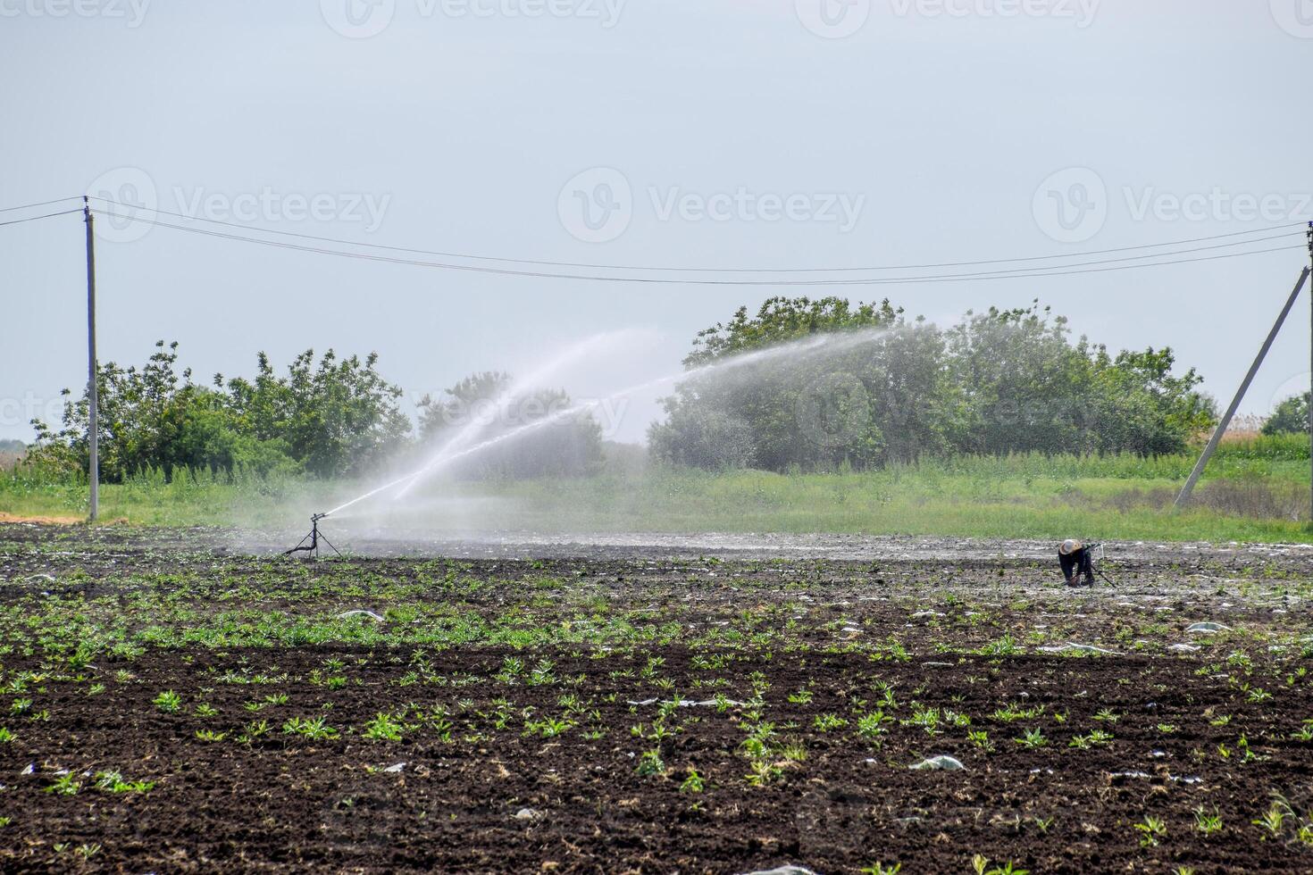 irrigazione sistema nel campo di meloni. irrigazione il campi. spruzzatore foto