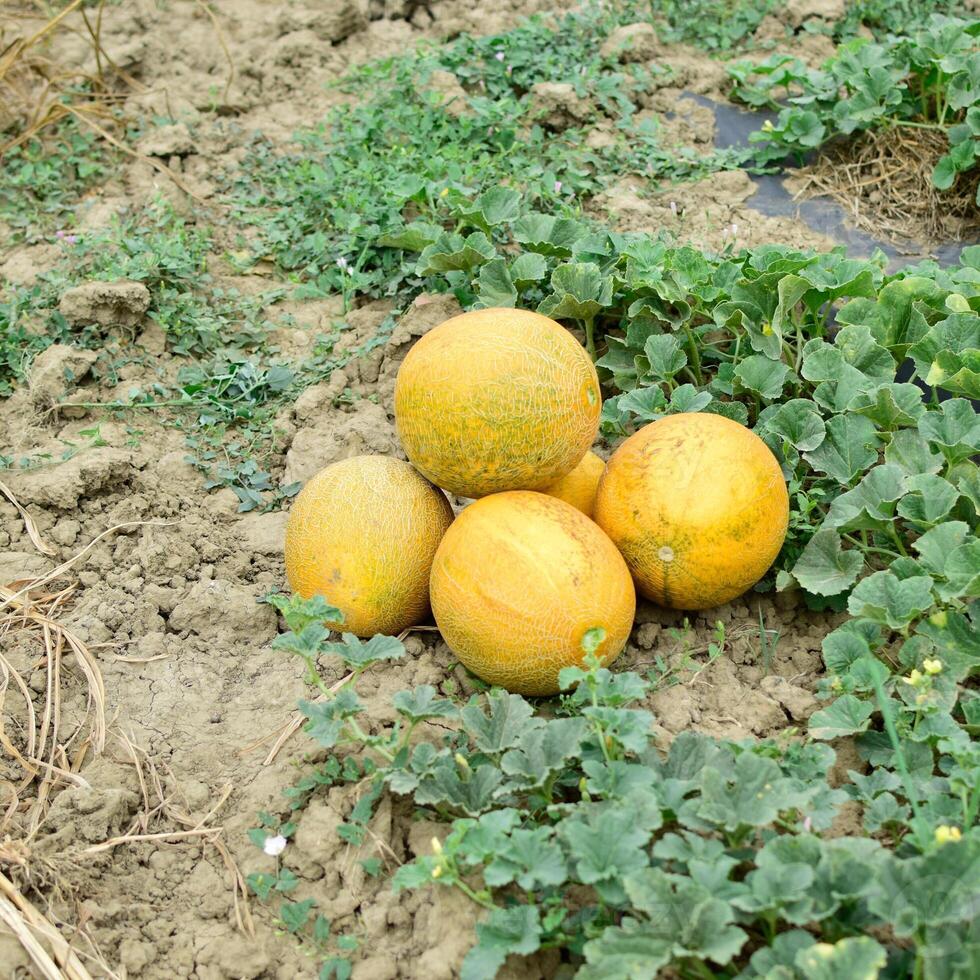 meloni, colto a partire dal il giardino, posare insieme su il terra foto