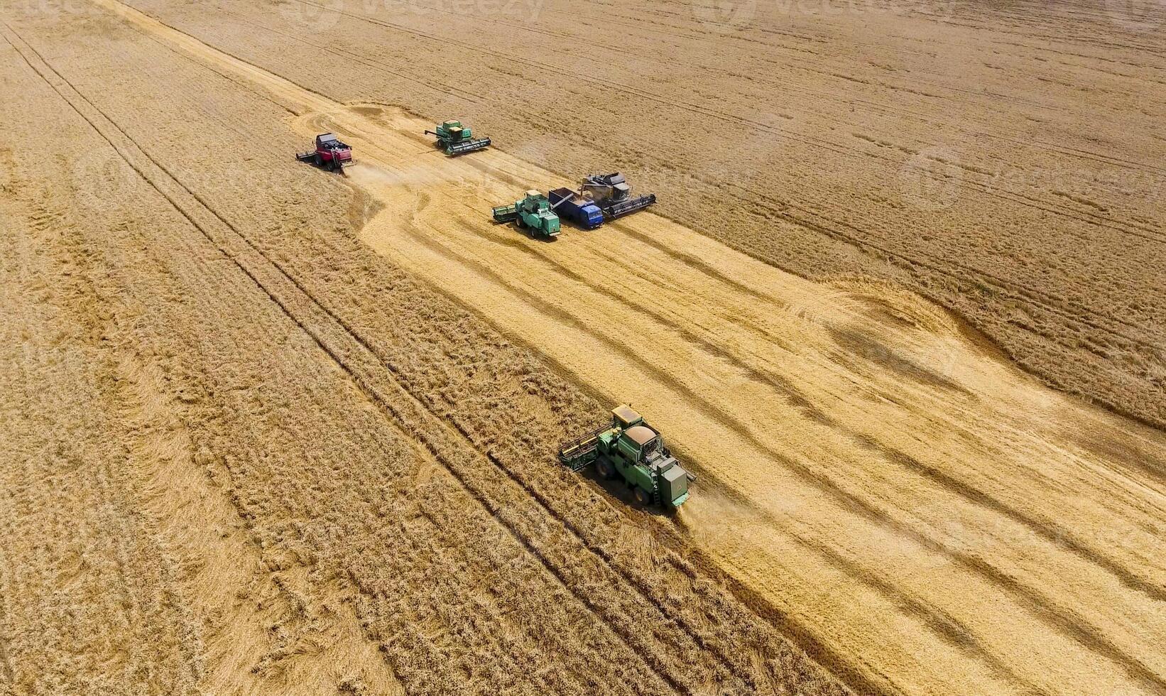 raccolta Grano mietitrice. agricolo macchine raccogliere grano foto