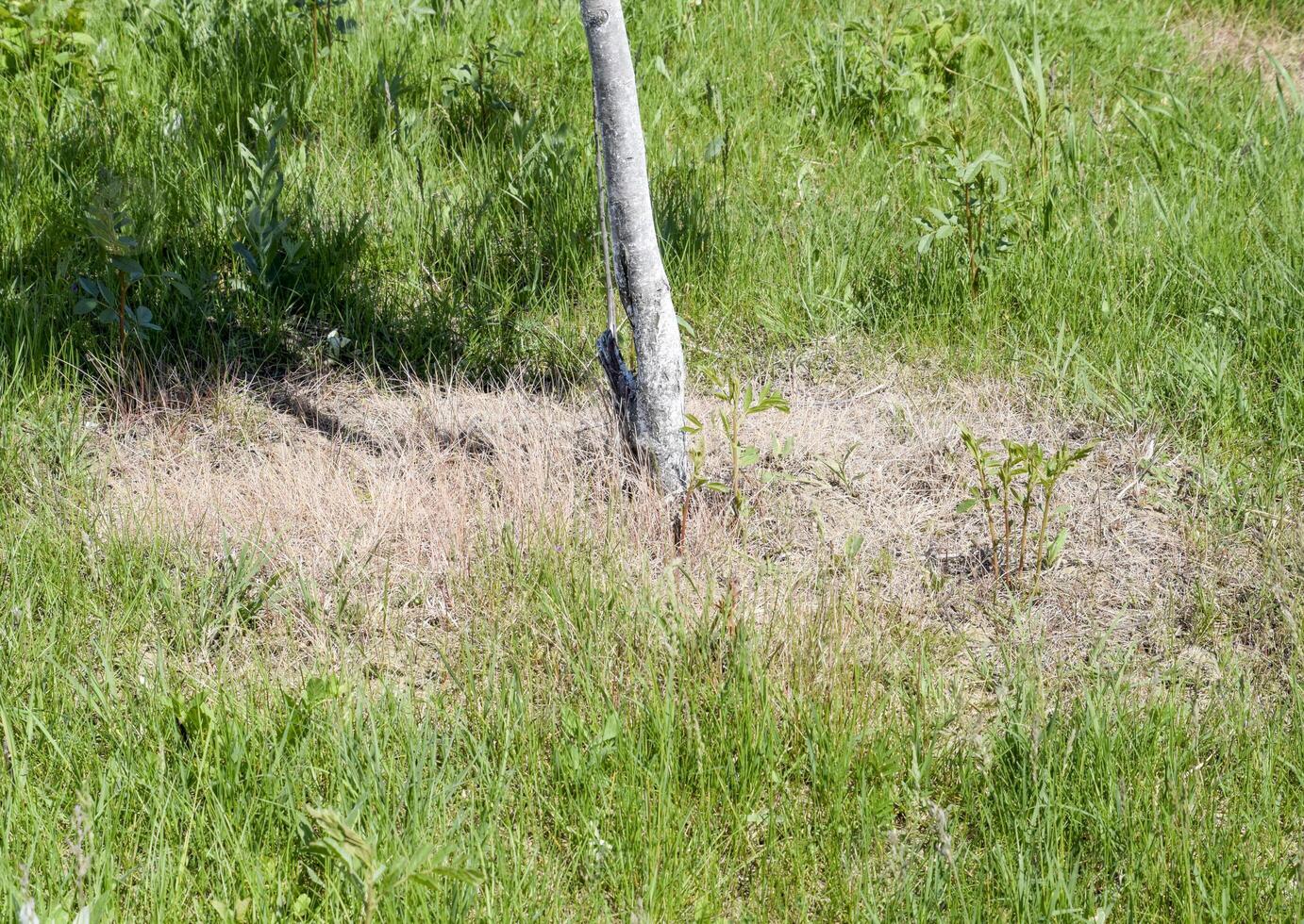 germogliato erba in giro un' giovane albero. il tronco di un' giovane albero. foto