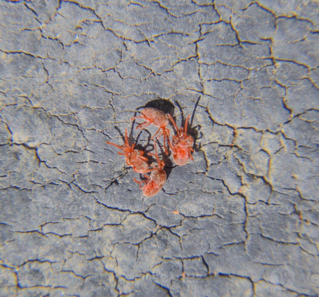 vicino su macro rosso velluto acaro o trombidiidae foto