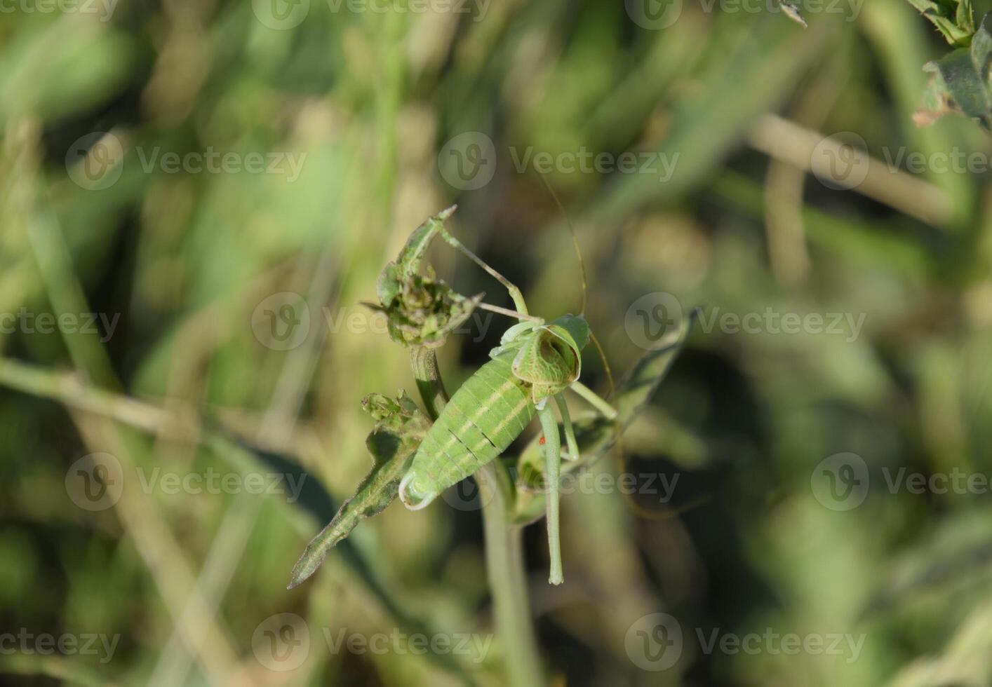 isofya su il cicoria steli. cavalletta isofia maschio foto