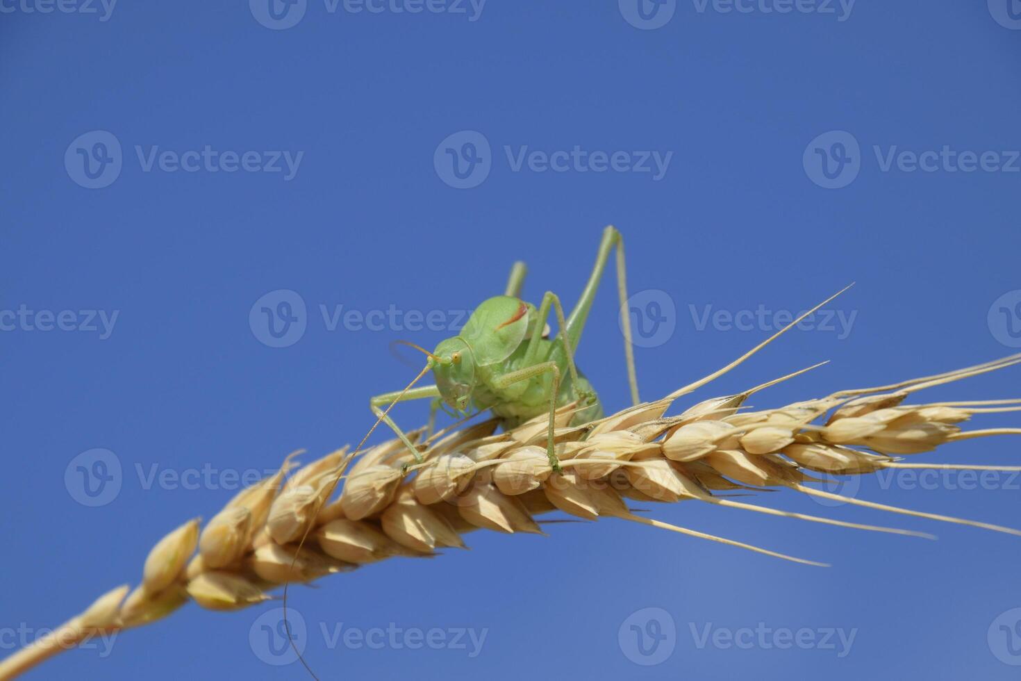 isofia. cavalletta è un isofia su un' Grano spighetta. isofia un' foto