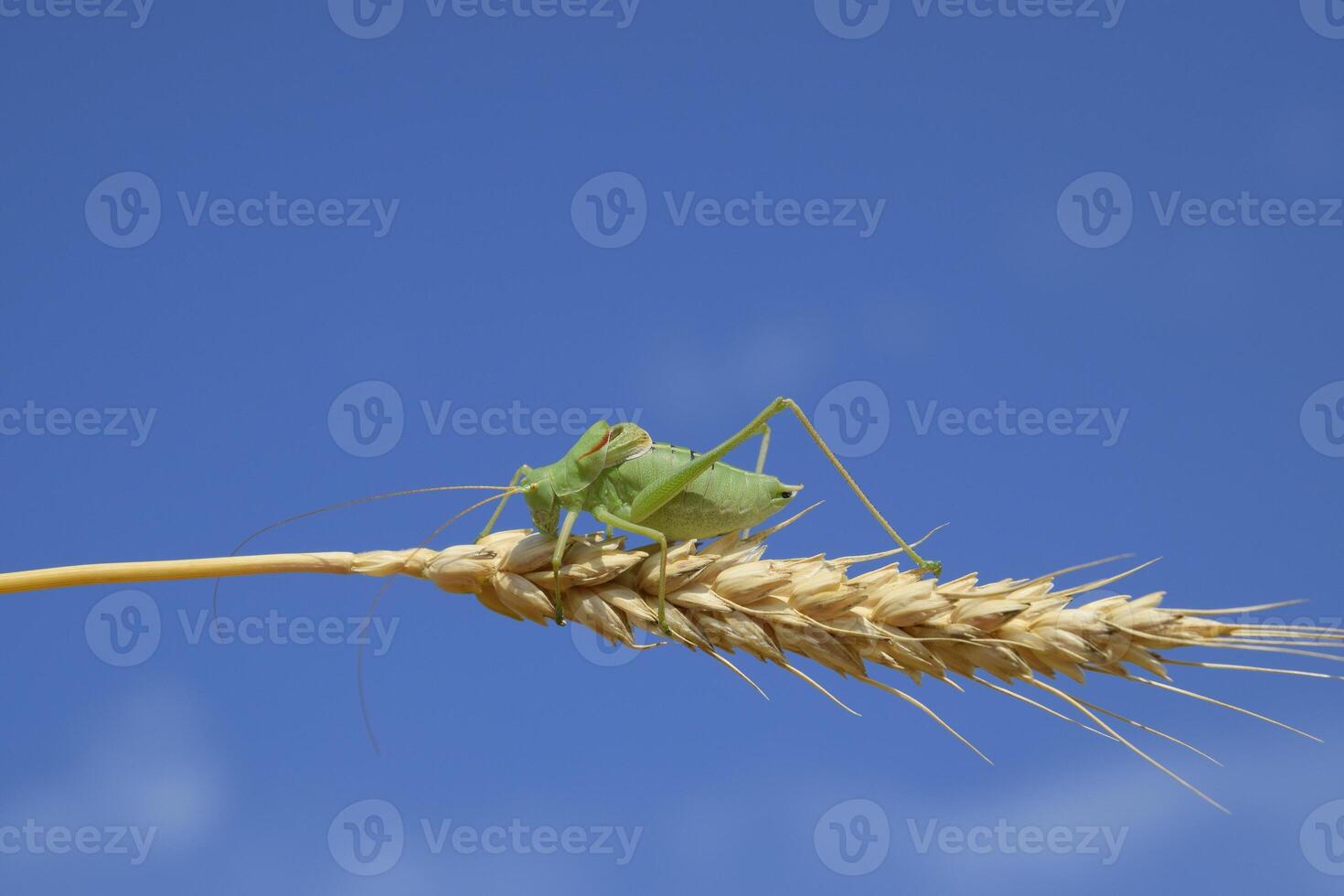 isofia. cavalletta è un isofia su un' Grano spighetta. isofia un' foto