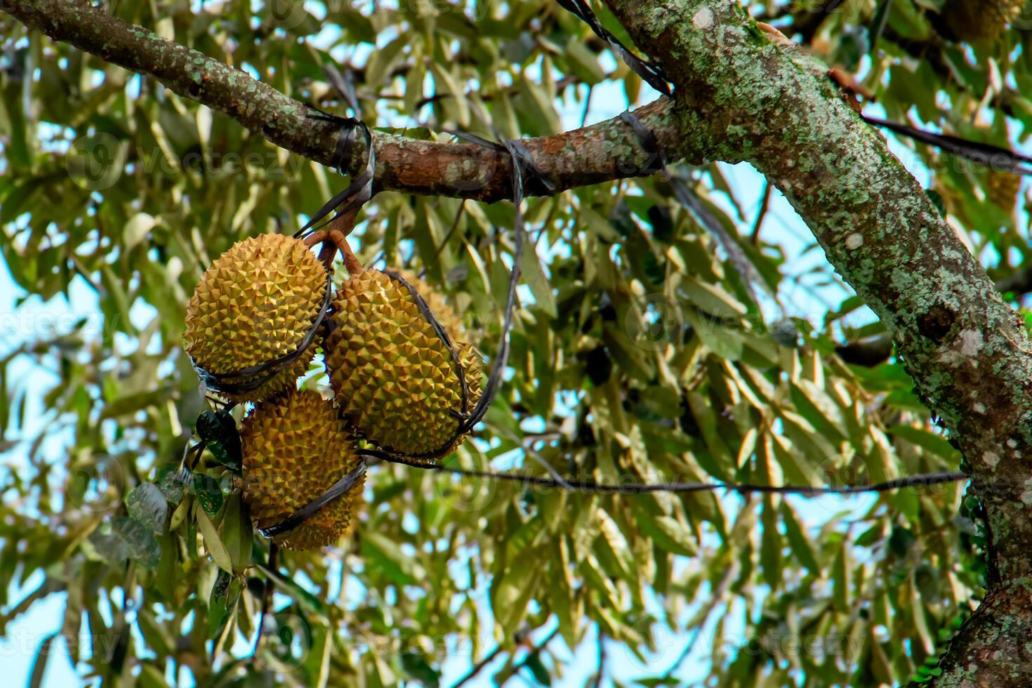 fresco Locale indonesiano durian. il durian è ancora su il albero, mantenimento suo freschezza. il durian albero. foto