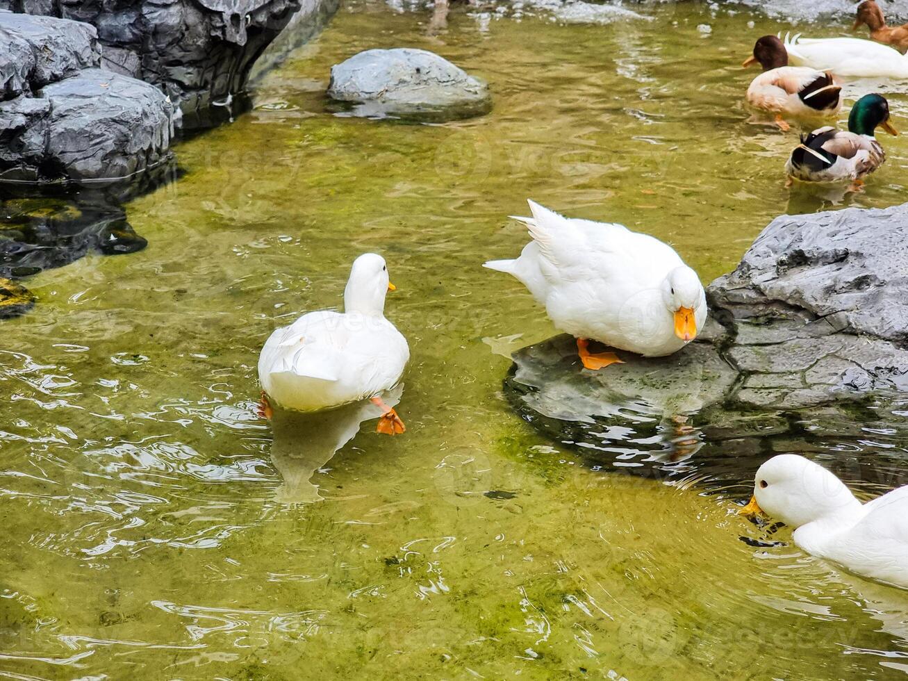 gruppo di animale piuma ala Due gambe selvaggio bianca anatra nuoto su il acqua e mangiare cibo . gruppo anatra nuoto nel il chiaro palude acqua foto