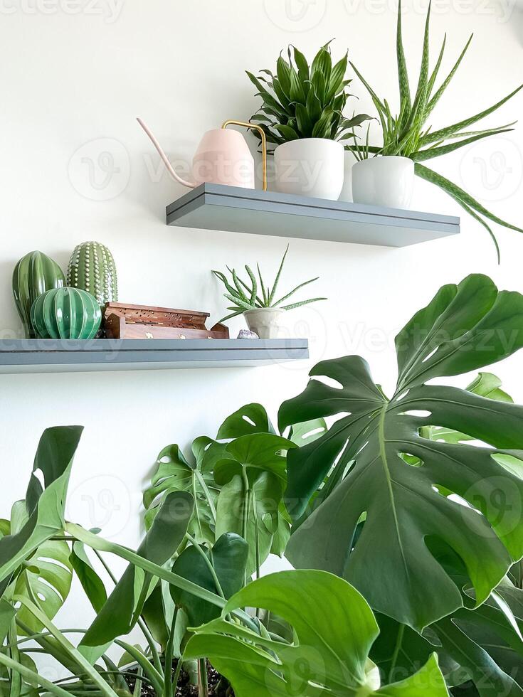 Monstera deliziosa, zamioculcas e ficus su bianca sfondo. scaffali su parete foto