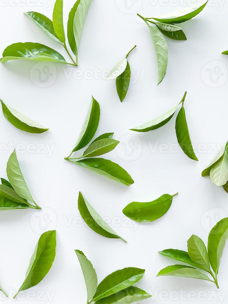 verde le foglie su un' bianca sfondo. grande fresco decorativo le foglie. foto