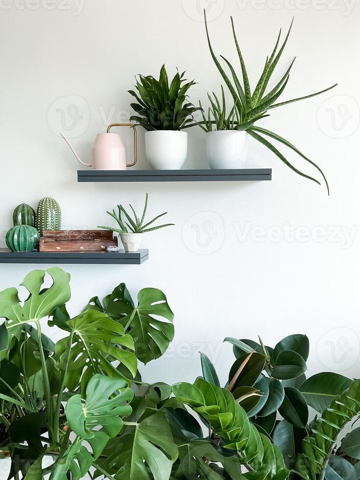 Monstera deliziosa, zamioculcas e ficus su bianca sfondo. scaffali su parete foto