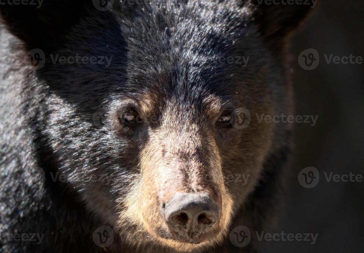 nero orso vicino su foto