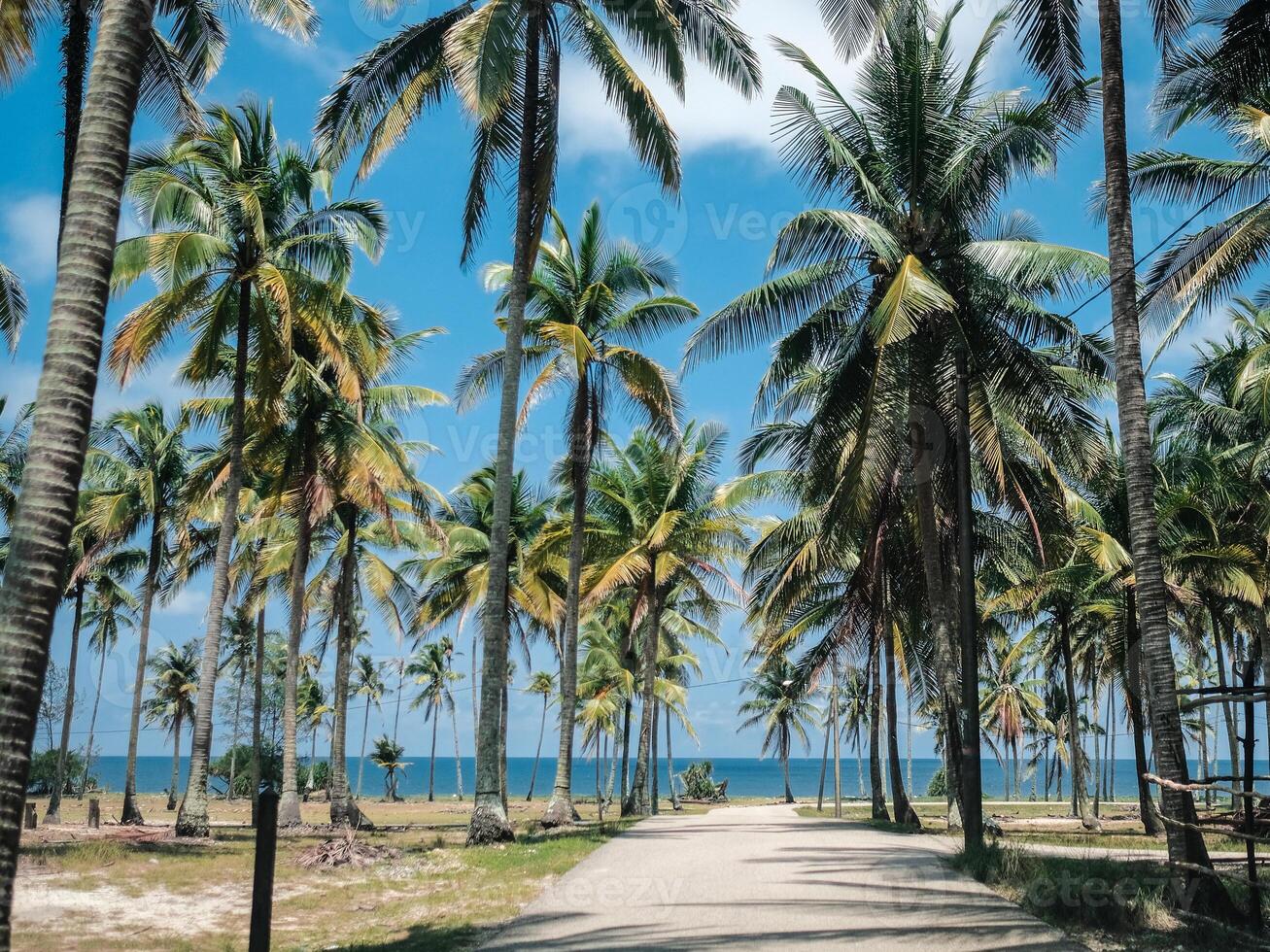 palme sulla spiaggia foto