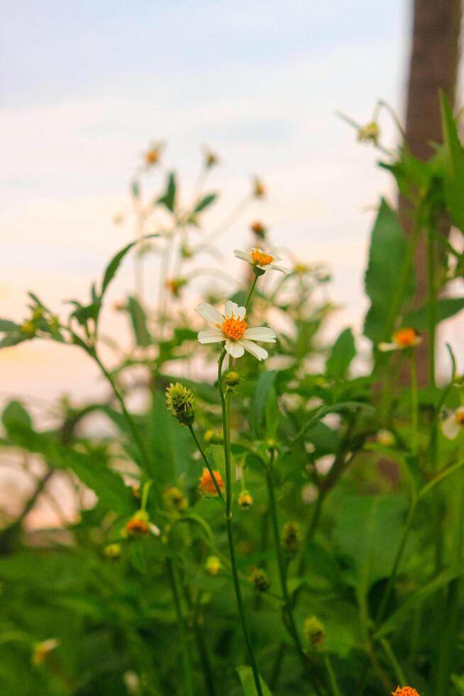 erba fiori lungo la strada, bianca fiore. bellissimo selvaggio impianti all'aperto. foto