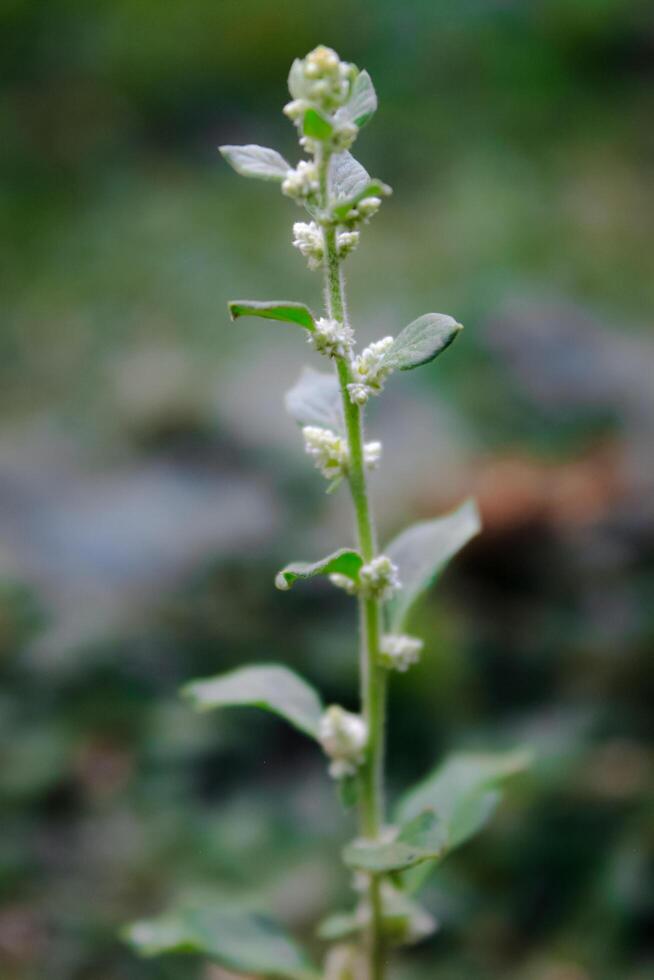 scutellaria albida lamiaceae. selvaggio pianta tiro nel estate. bellissimo ornamentale pianta all'aperto. foto