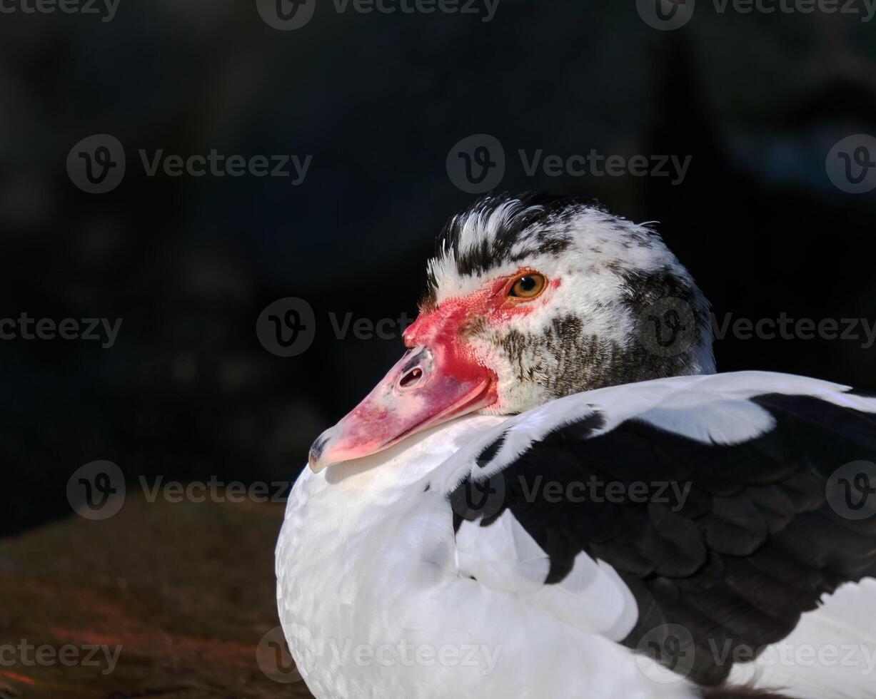 ritratto di un' pezzato muta anatra con un' rosso viso foto