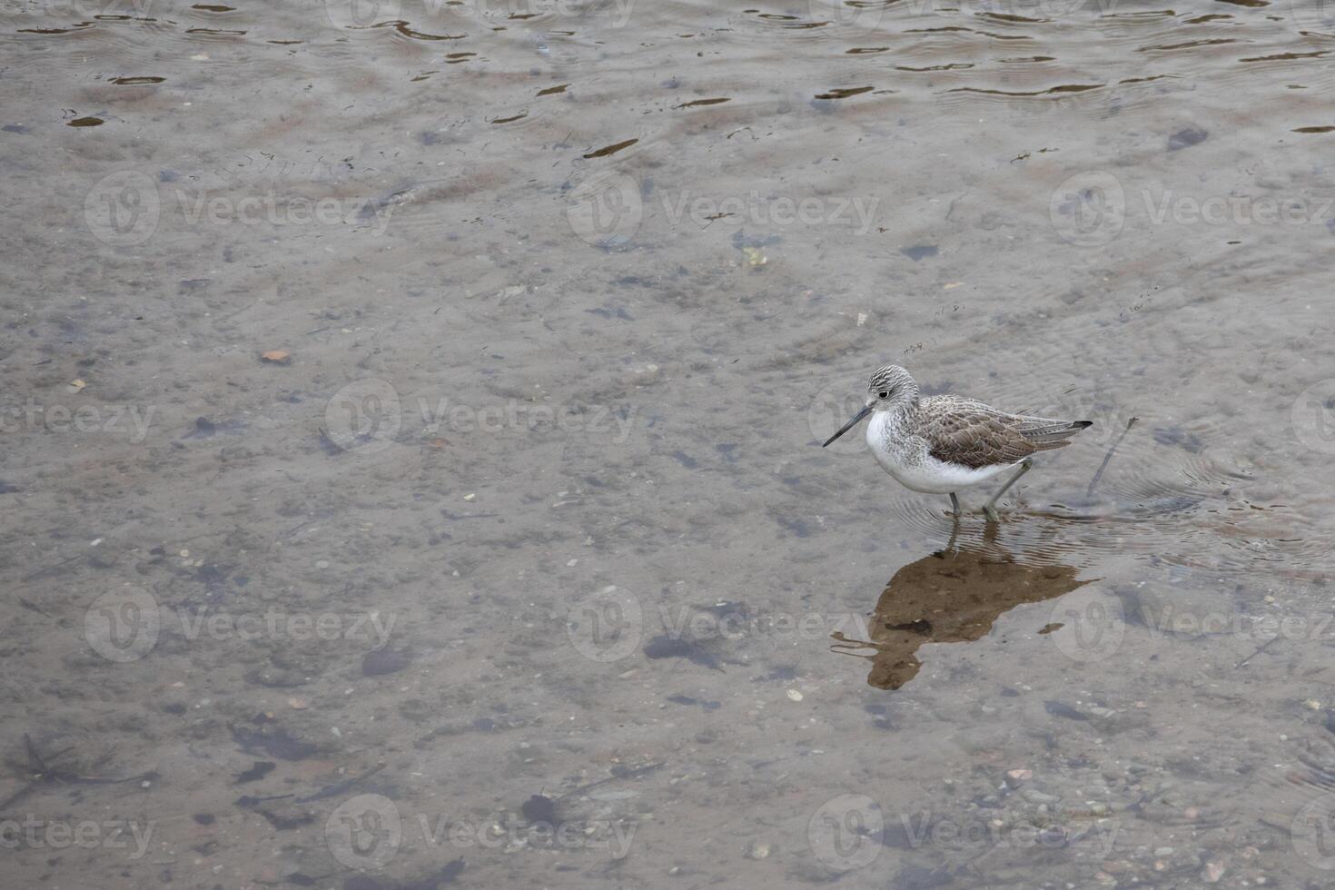 Comune Greenshank, tringa nebularia, nel superficiale acqua a Kingsbridge nel devon foto