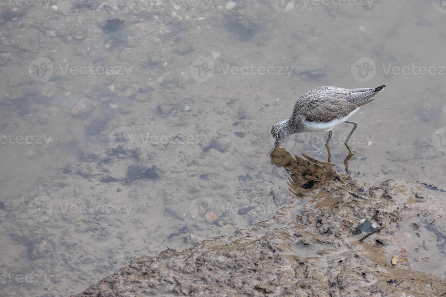 Comune Greenshank, tringa nebularia, nel superficiale acqua a Kingsbridge nel devon foto