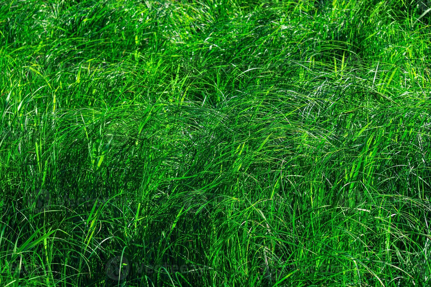 verde naturale sfondo - boschetti di palude erba foto