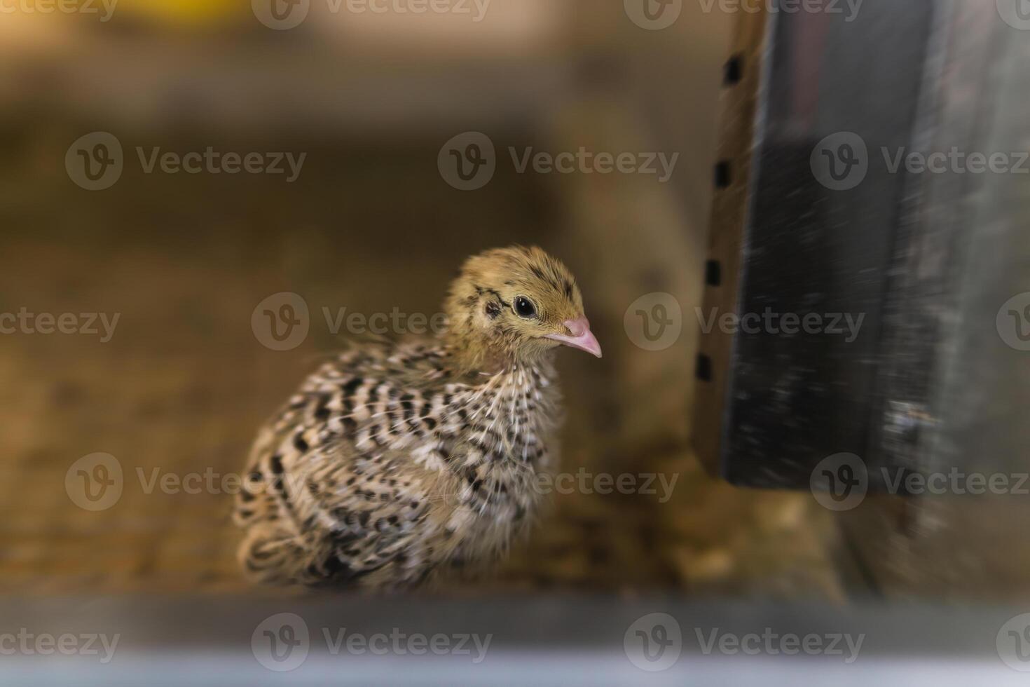 domestico Quaglia bambino pollo tenuto nel un' gabbia nel un' gallina Casa, vicino su foto