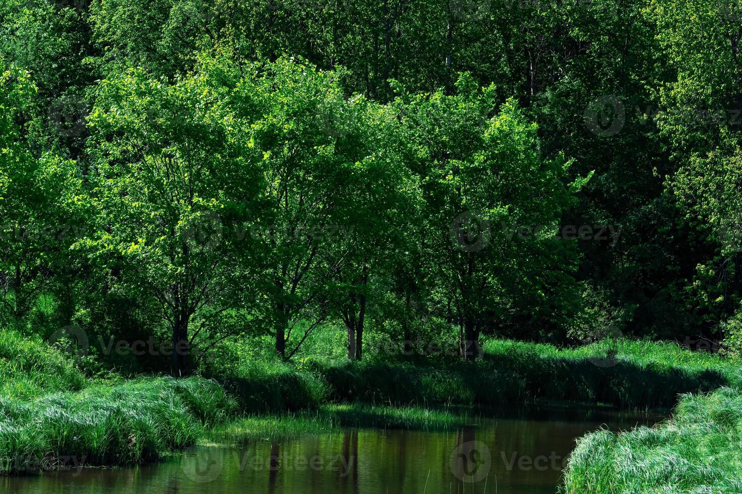 piccolo ombreggiato foresta fiume fra banche con acqua prati foto