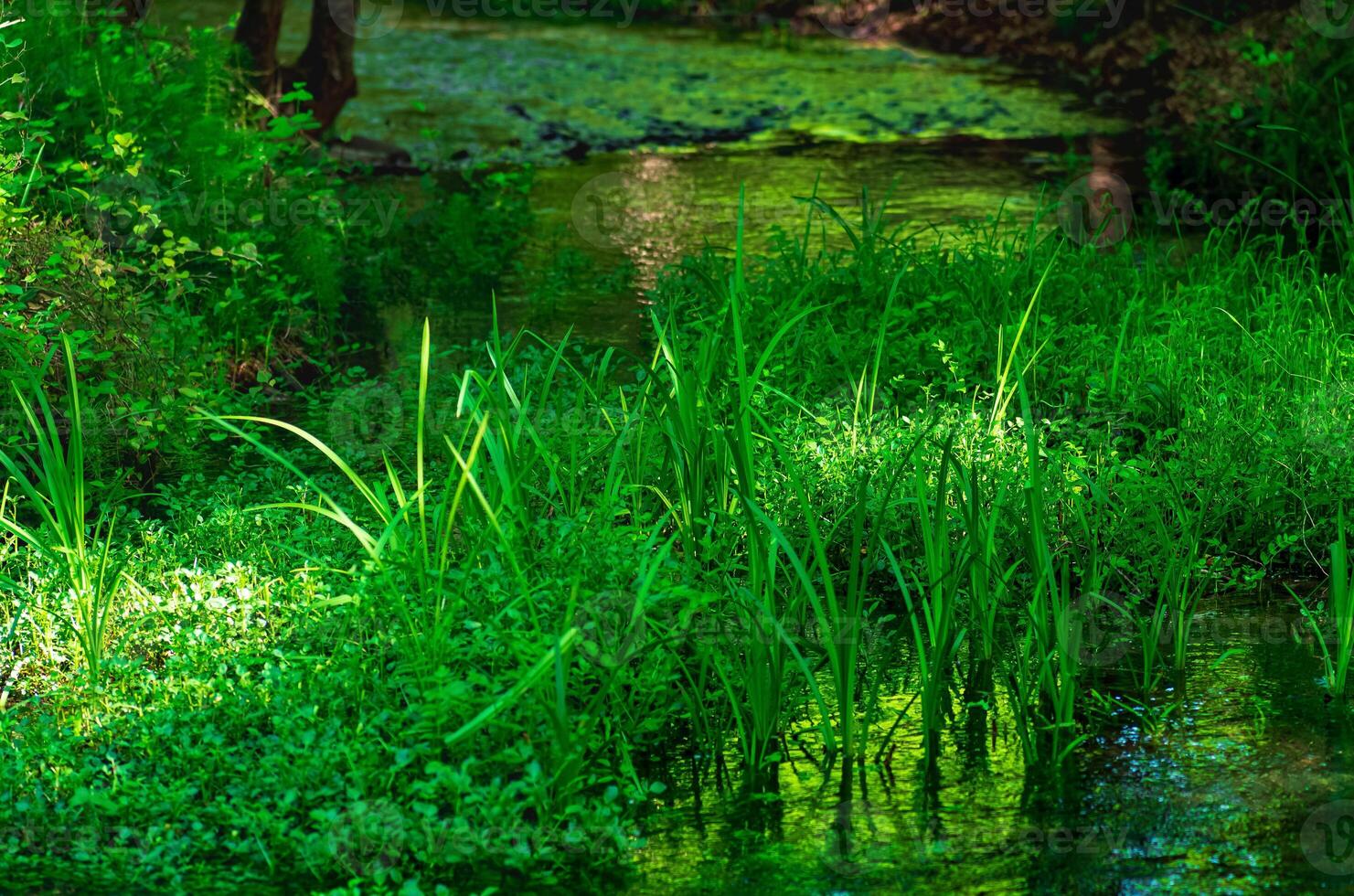 silenzioso ombreggiato foresta fiume con paludoso banche foto