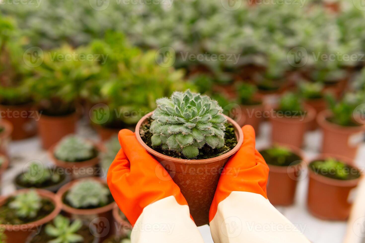 del giardiniere mani Tenere un' pentola di succulento echeveria foto