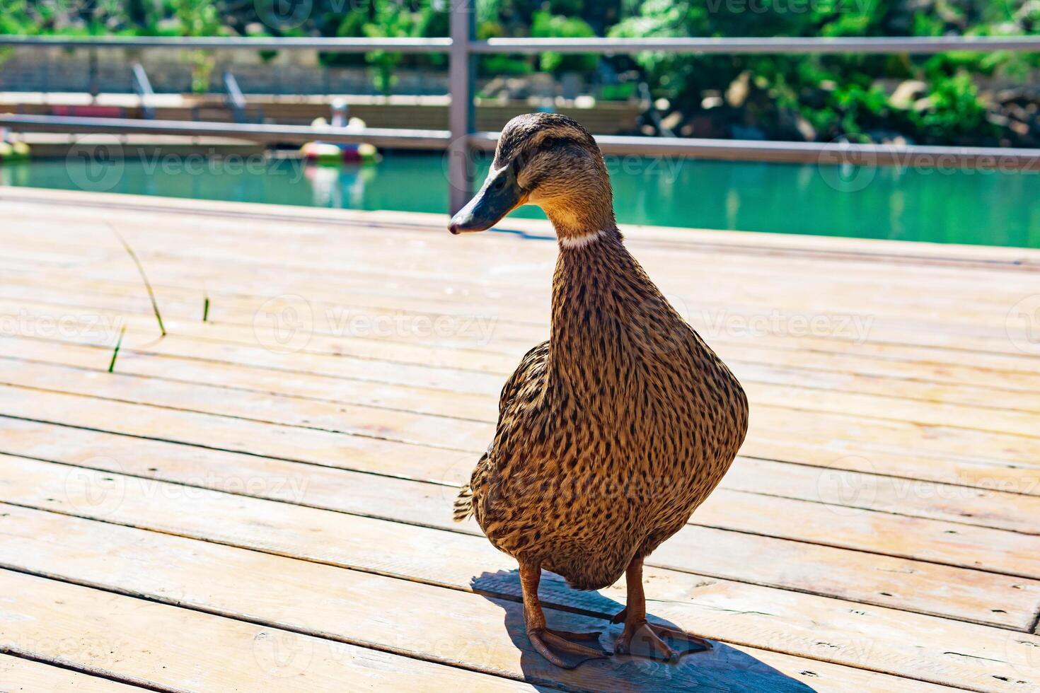 amichevole mallardo anatra avvicinamento nel il parco foto