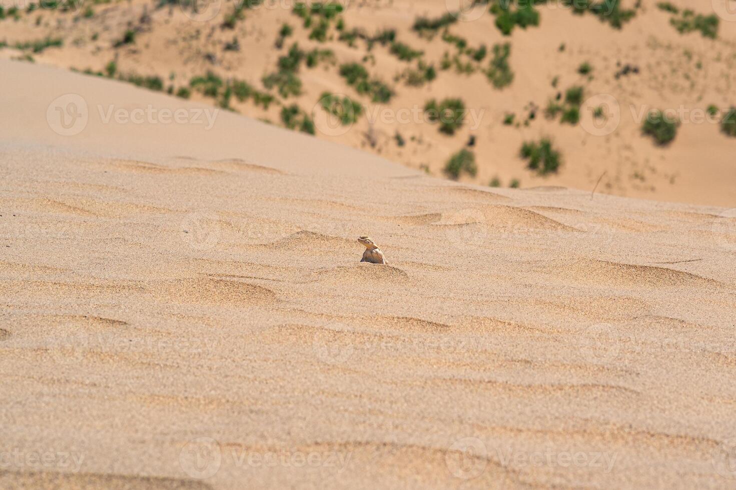 deserto lucertola testa di rospo agama su il pendenza di un' sabbia duna foto