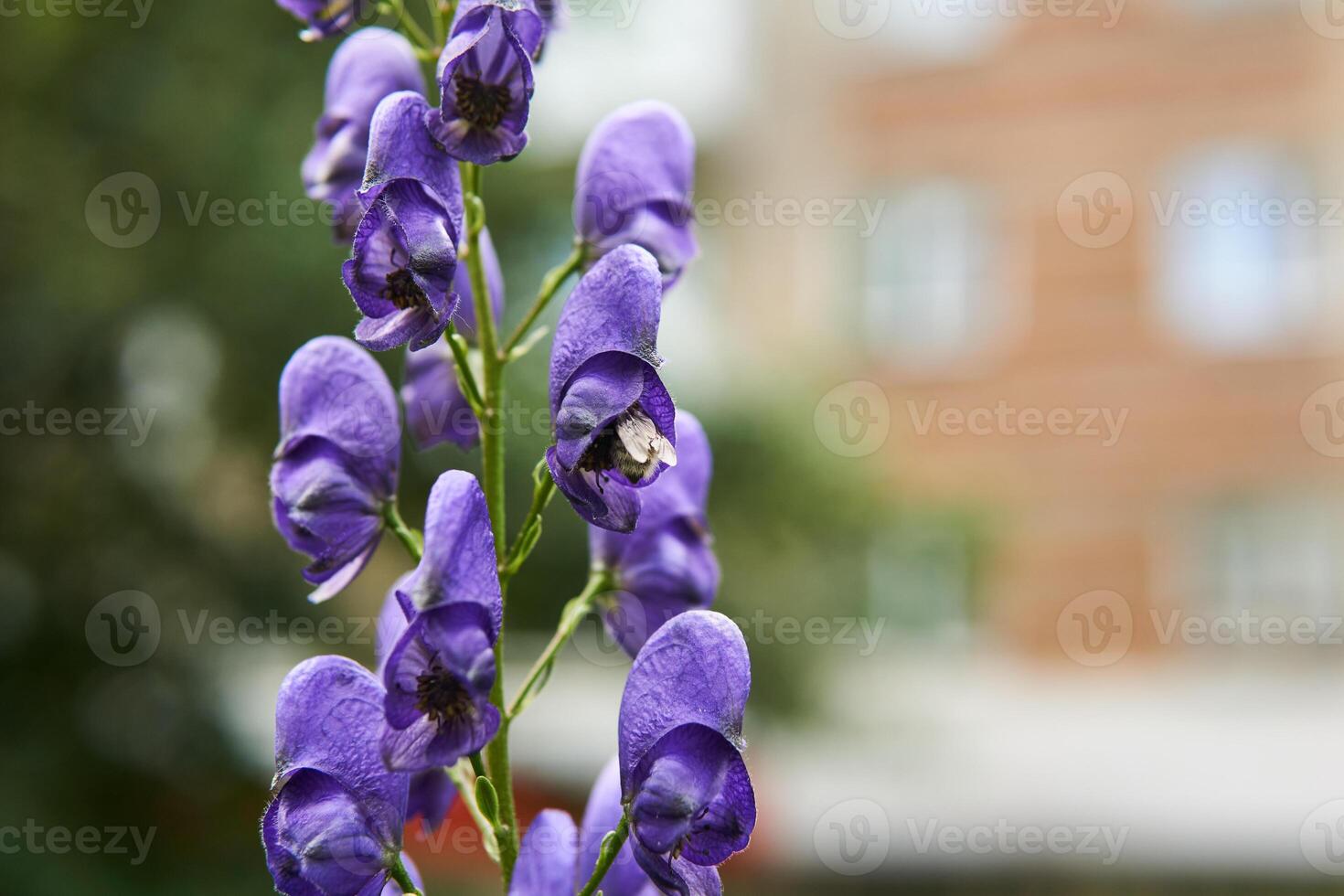 bombo nel aconito fiore vicino su foto