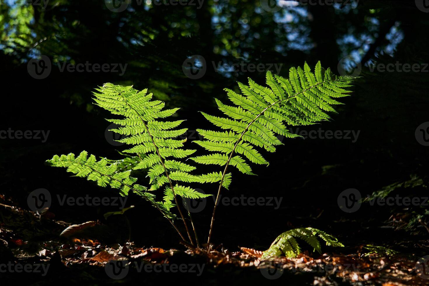 felce brillantemente illuminato di un' raggio di sole nel il mezzo di un' buio foresta sottobosco foto