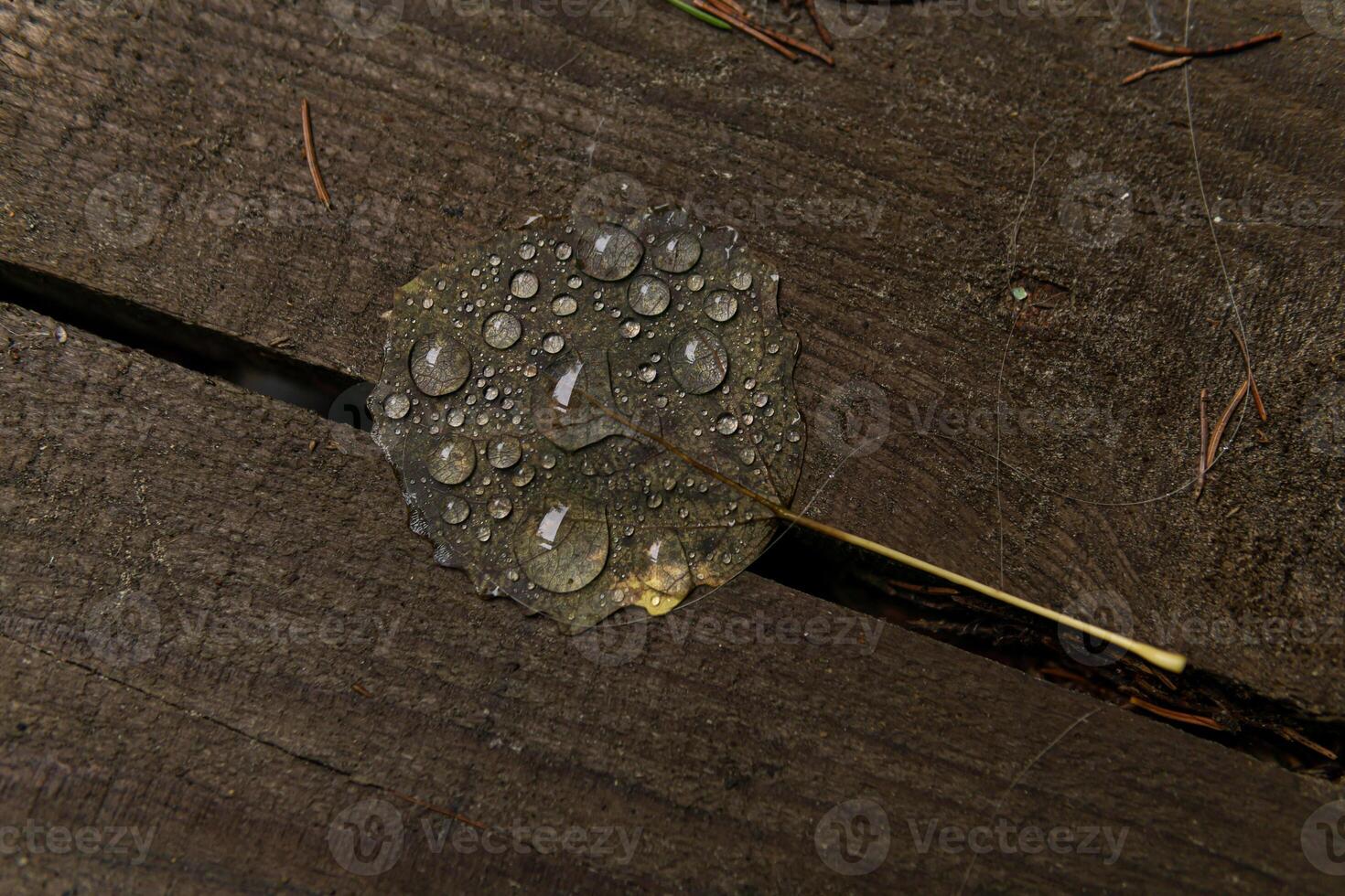 gocce di acqua su un' caduto foglia dire bugie su il veranda foto