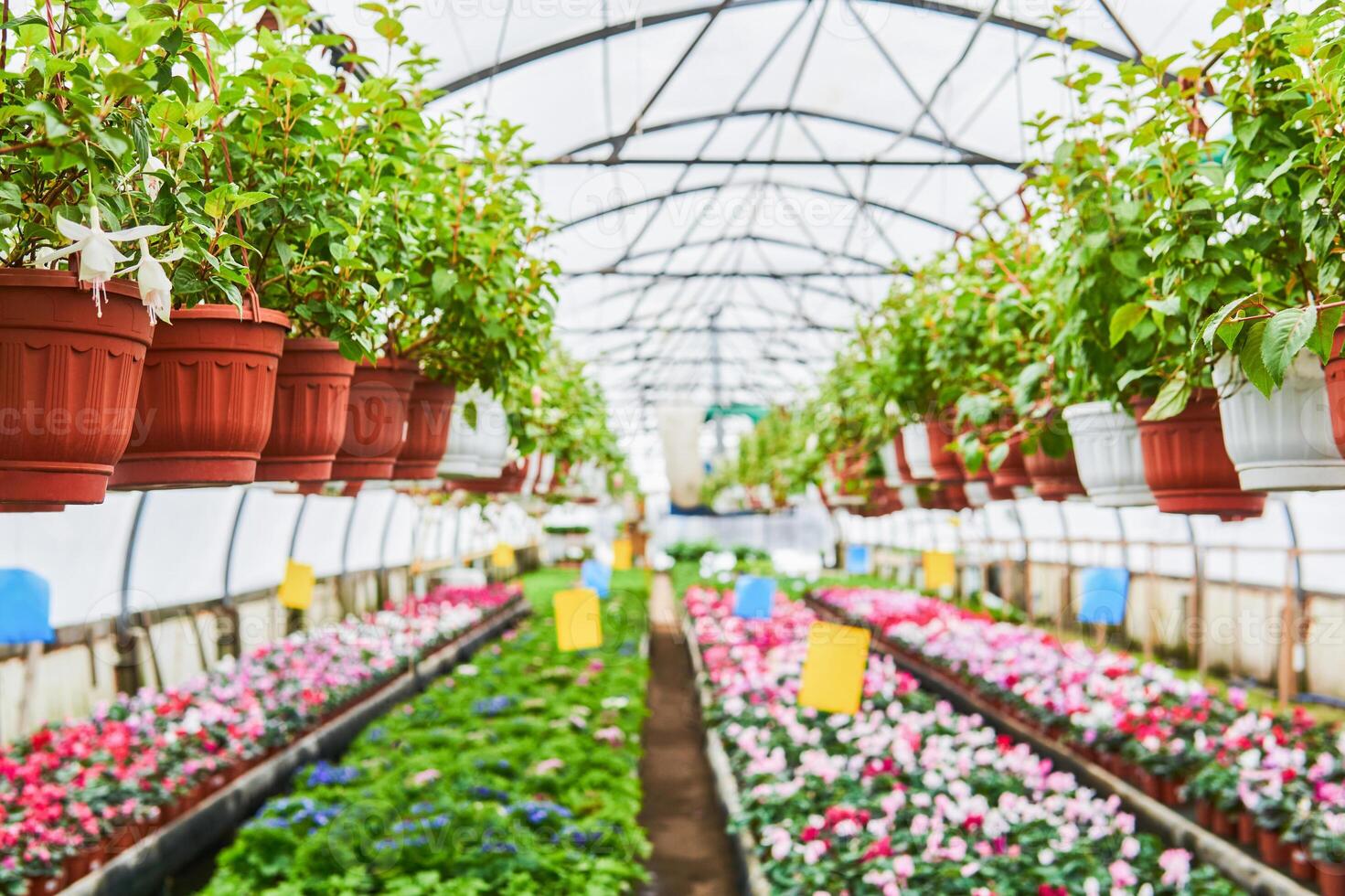 interno di un industriale serra nel quale piante d'appartamento siamo cresciuto foto