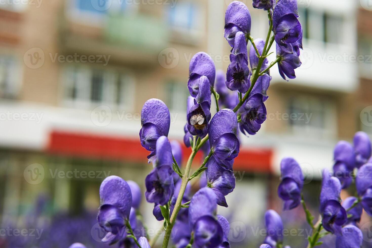 viola infiorescenza di aconito su un' sfocato urbano sfondo foto