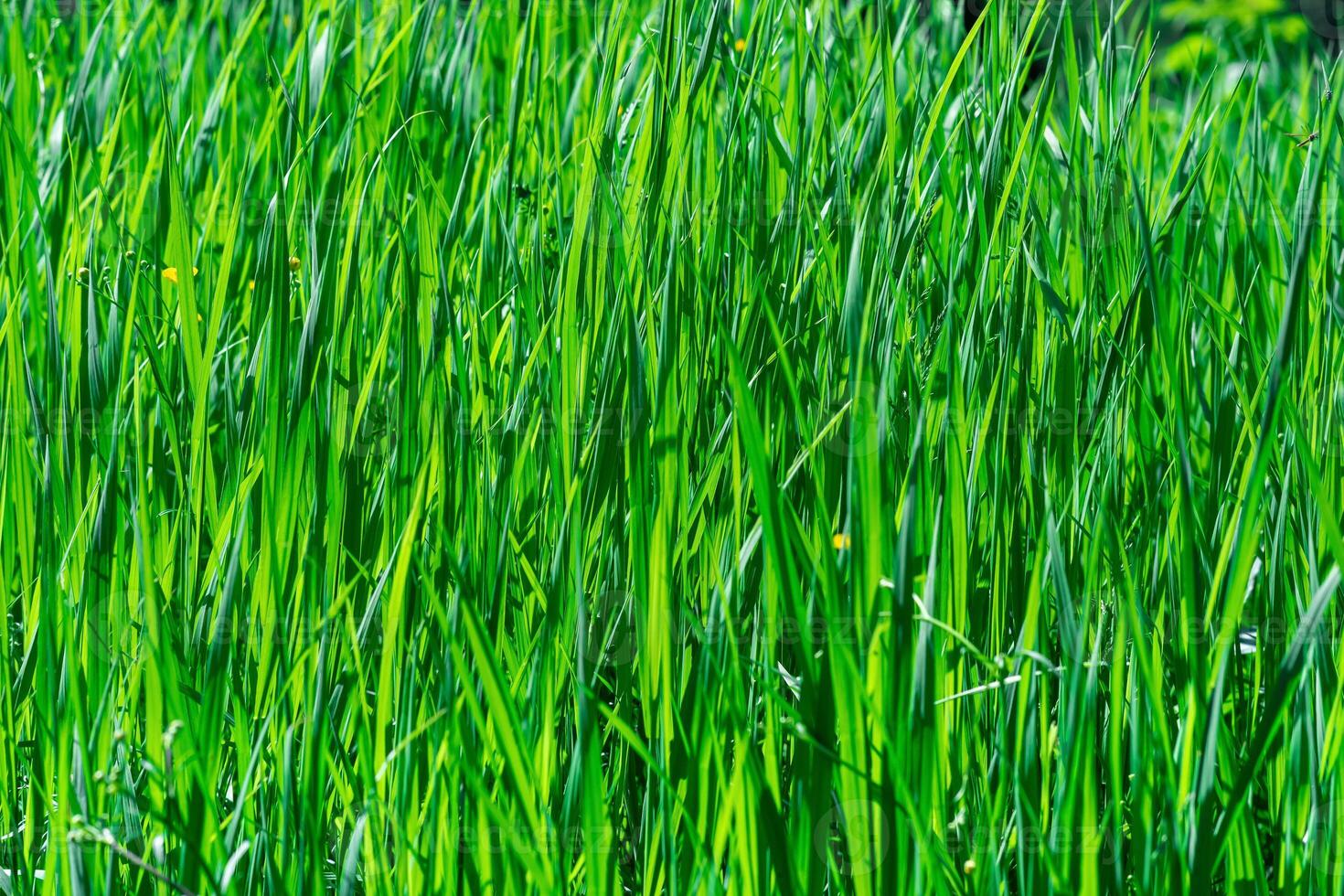 naturale sfondo - boschetti di verde erba carici illuminato di il sole foto