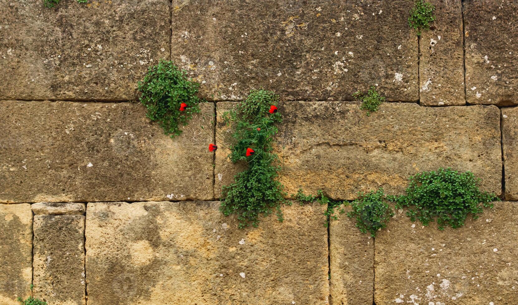 parete di un vecchio castello con papavero fiori in crescita nel il crepe di il opere murarie foto