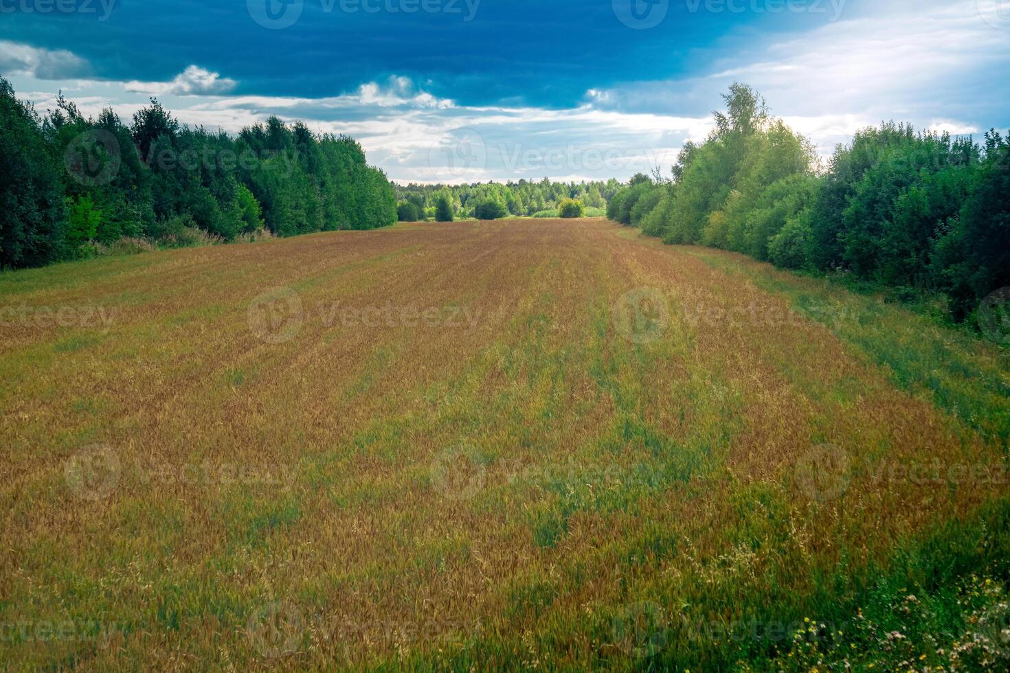 rurale paesaggio, piccolo campo di foraggio colture tra il foresta foto