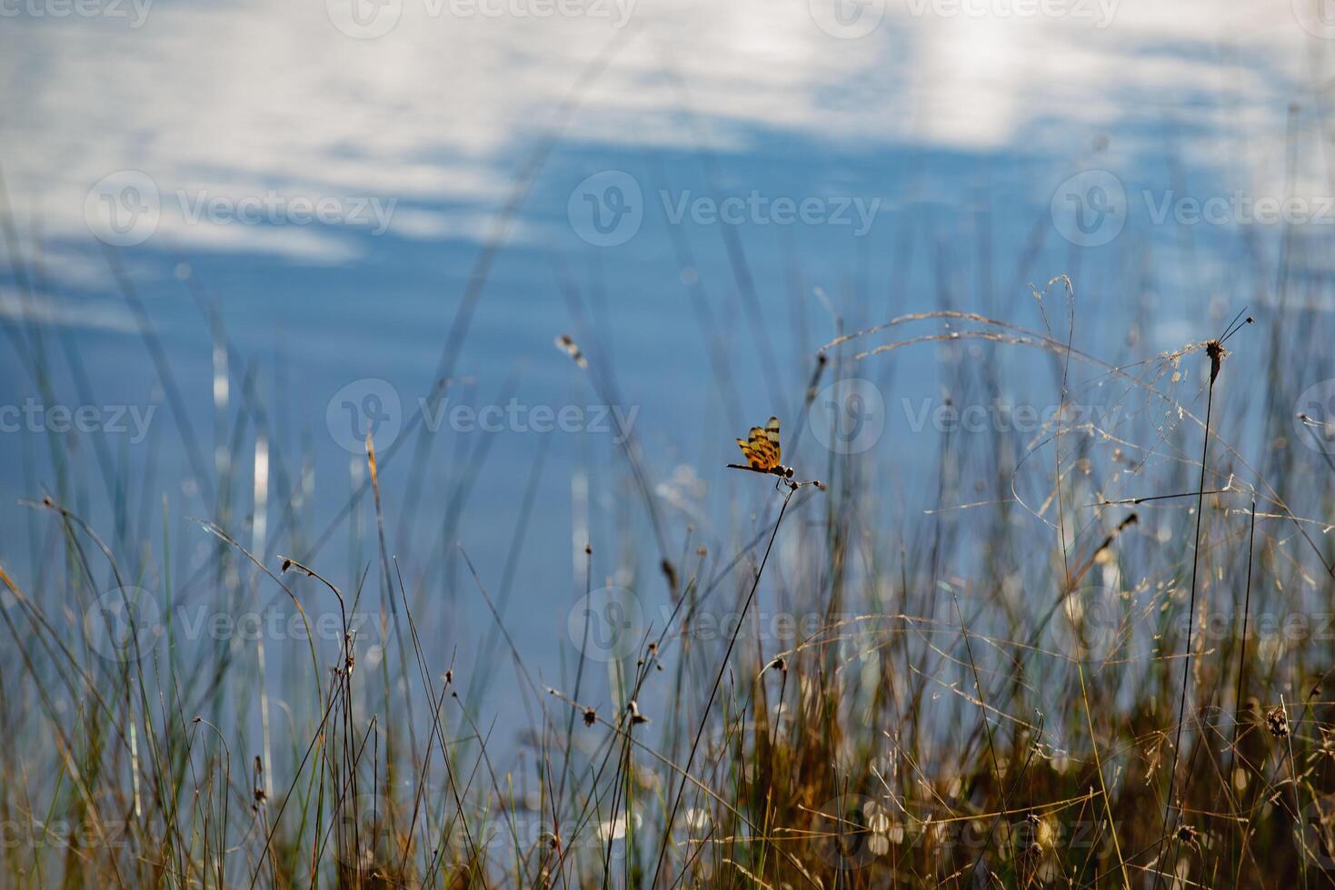 libellula nel il Everglades foto