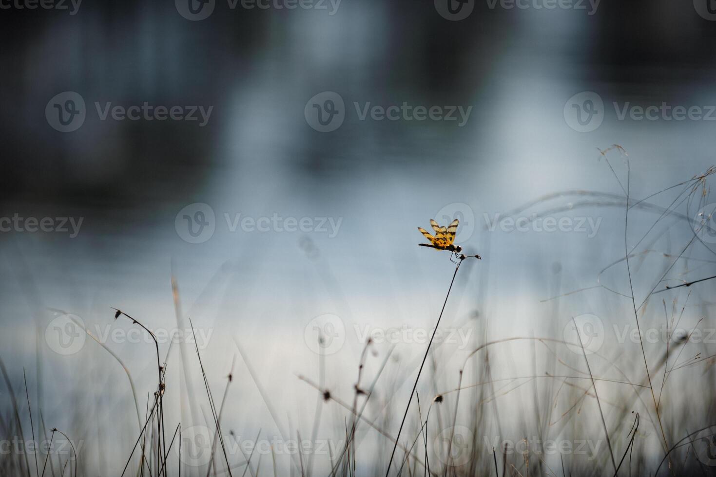 libellula nel il Everglades foto