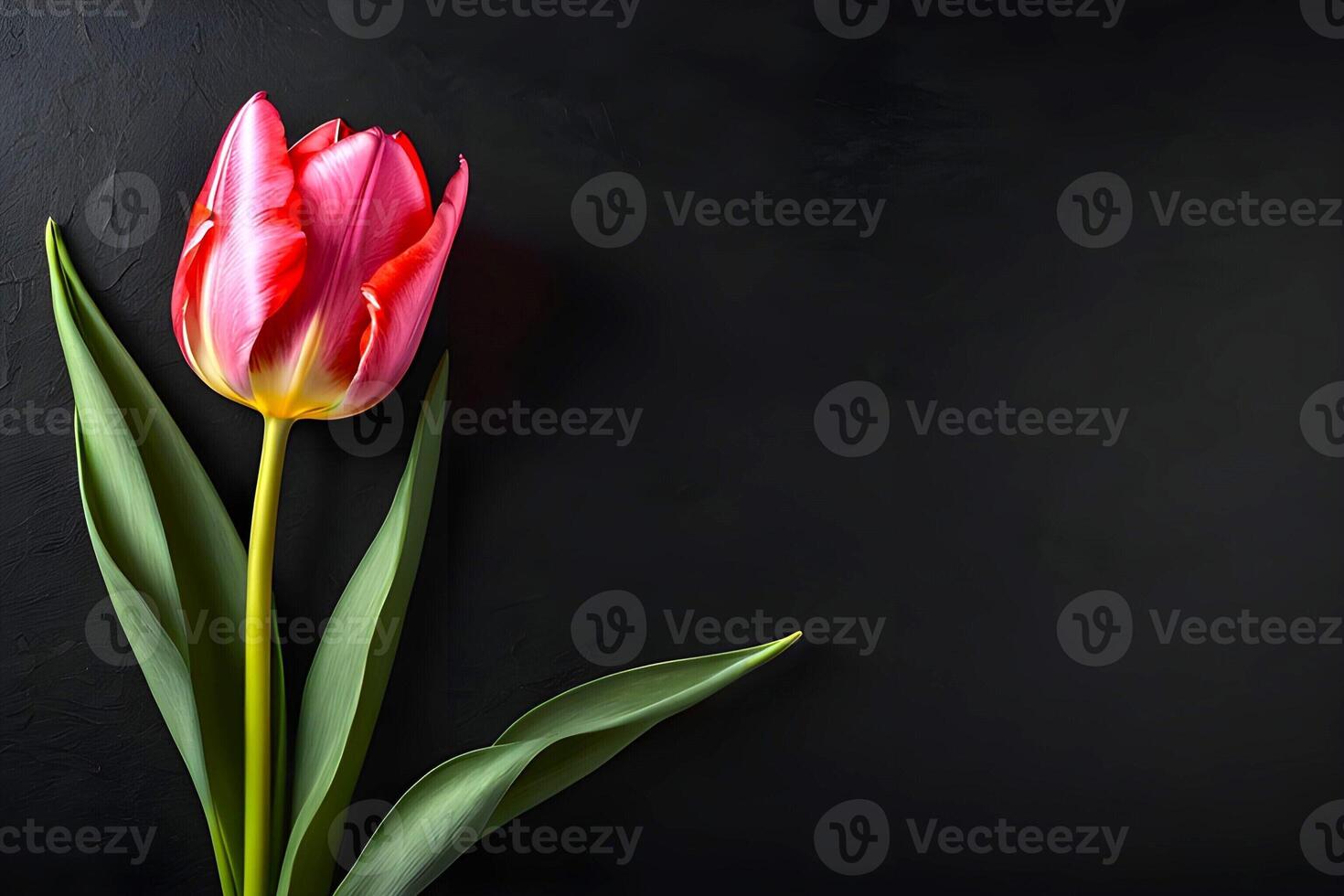 ai generato bellissimo tulipano fiore è presentata su un' buio sfondo foto