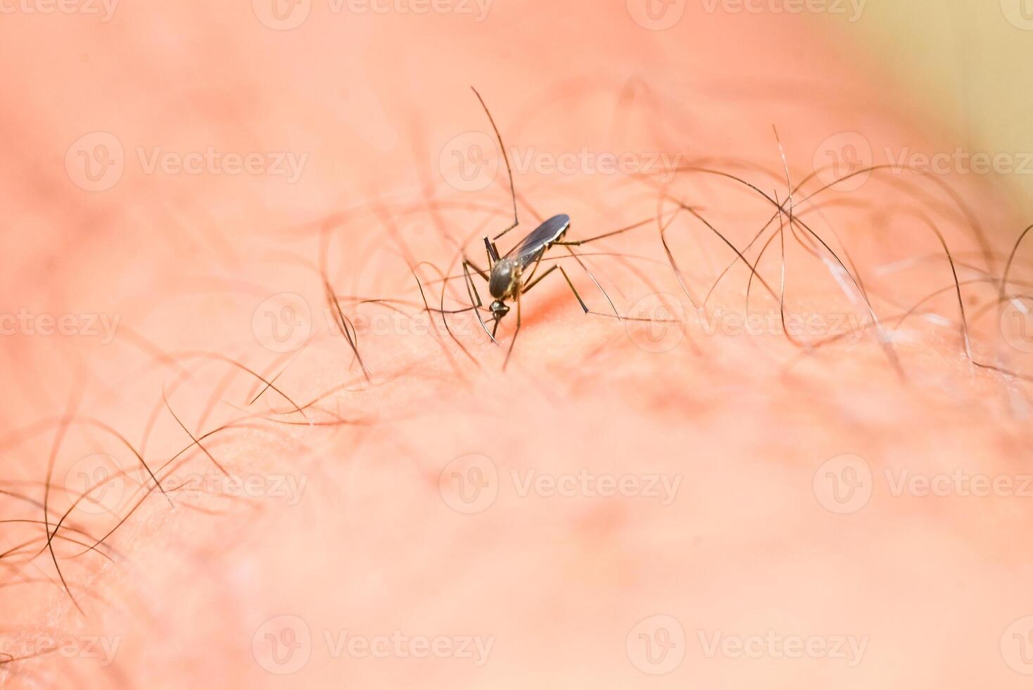 zanzare siamo alimentazione su umano pelle sangue. zanzare siamo vettori di dengue febbre e malaria. dengue febbre è molto prevalente durante il piovoso stagione. foto