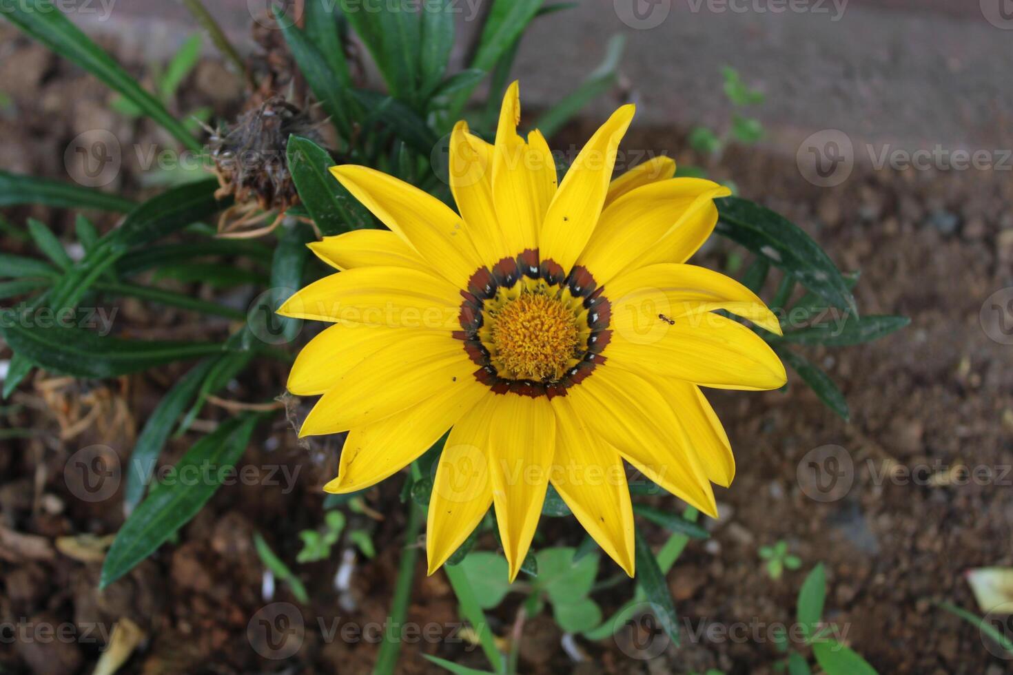 gazania rigens A volte chiamato Tesoro fiore, è un' specie di fioritura pianta nel il famiglia asteracee, nativo per costiero le zone di meridionale Africa. foto