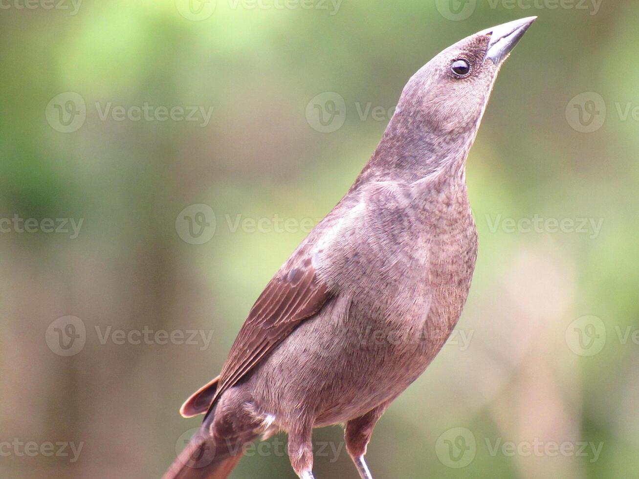 chupim nome scientifico molotro bonariensis foto