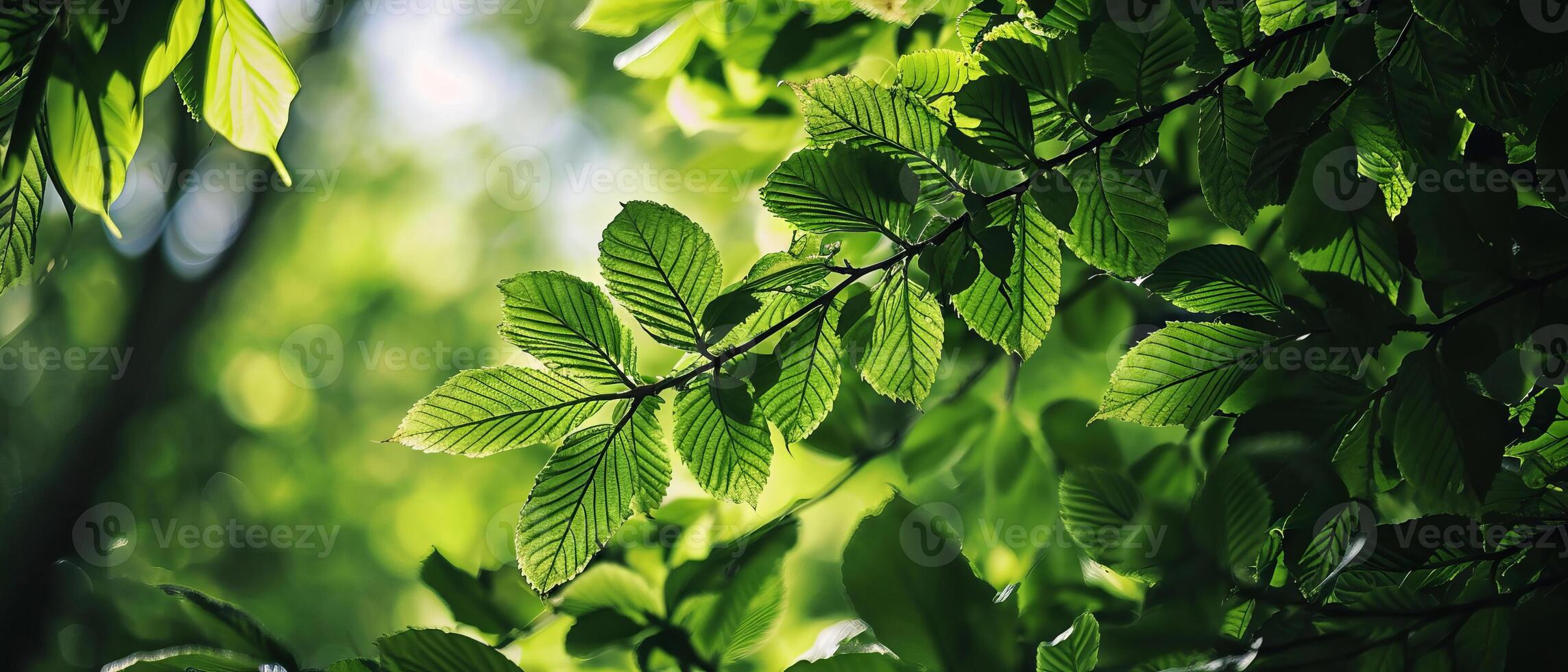 ai generato leggero filtri attraverso le foglie nel un' tranquillo foresta ambientazione foto