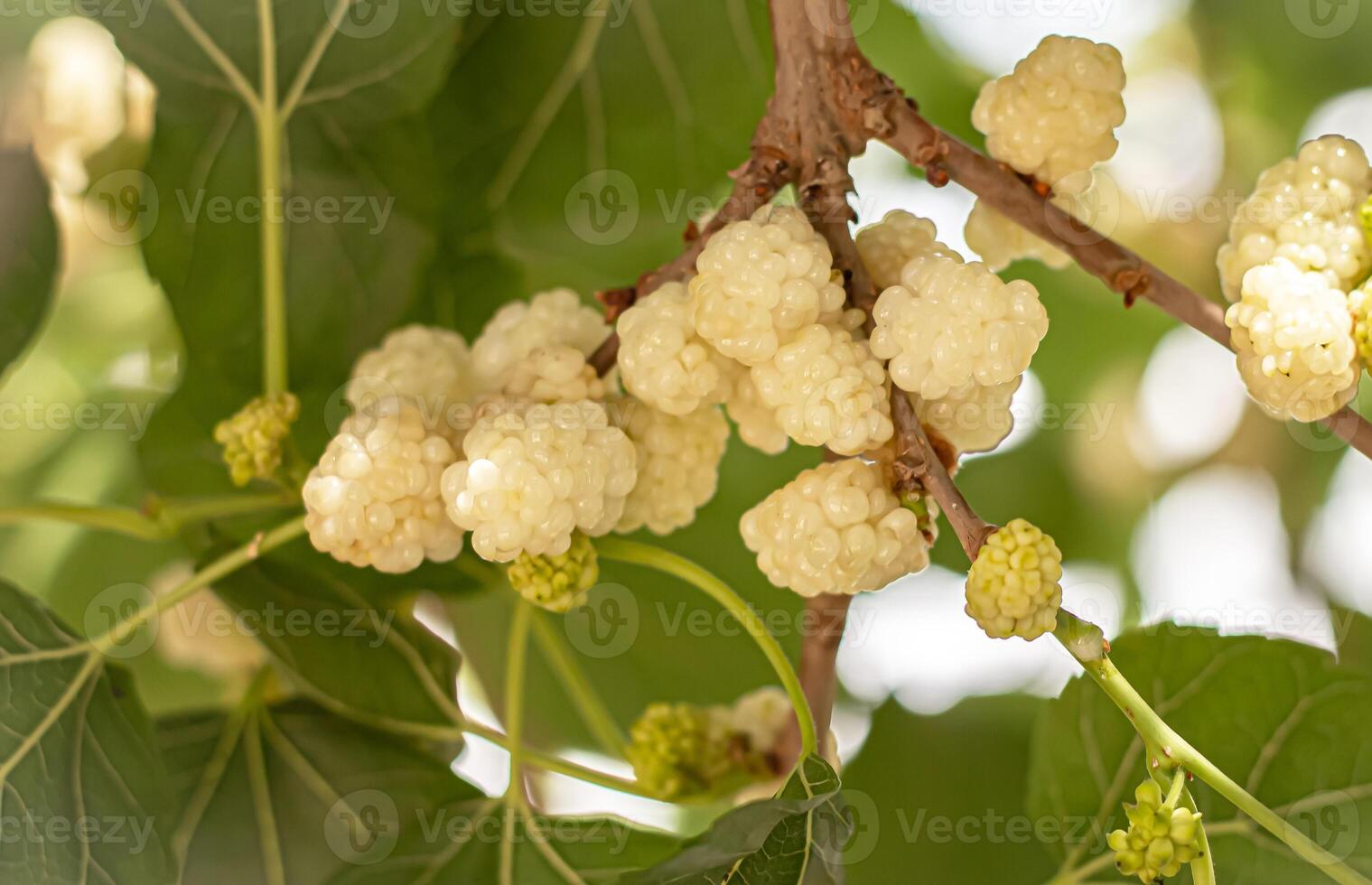 gelso frutta, quale crescere nel centrale Asia, siamo dolce commestibile frutta, il maturazione stagione di quale cascate nel metà aprile. foto