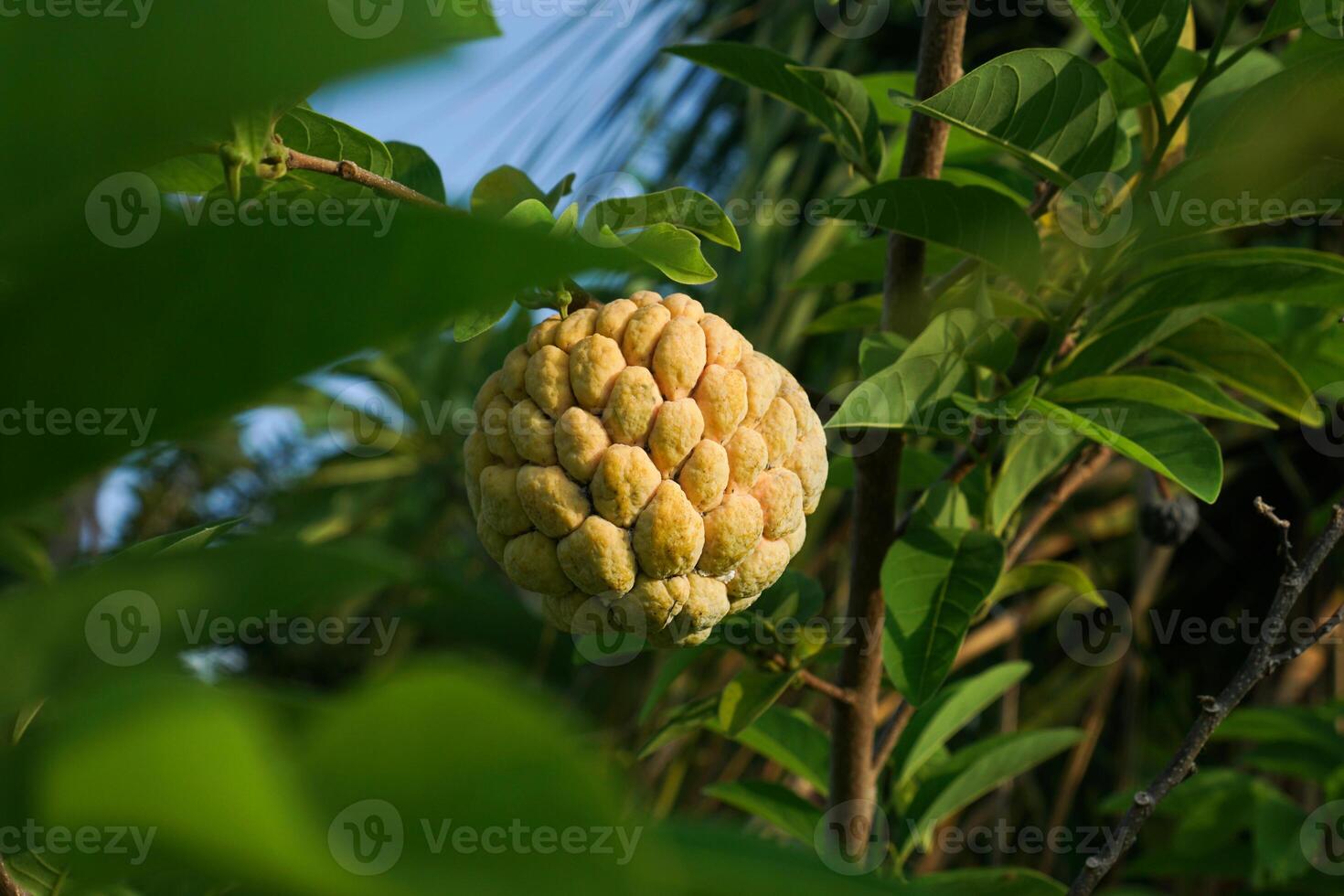 srikaya o zucchero Mela frutta è un' genere di frutta originario a partire dal il ovest indie. srikaya frutta alberi può crescere ovunque, loro pelle le forme piace verde bilancia foto