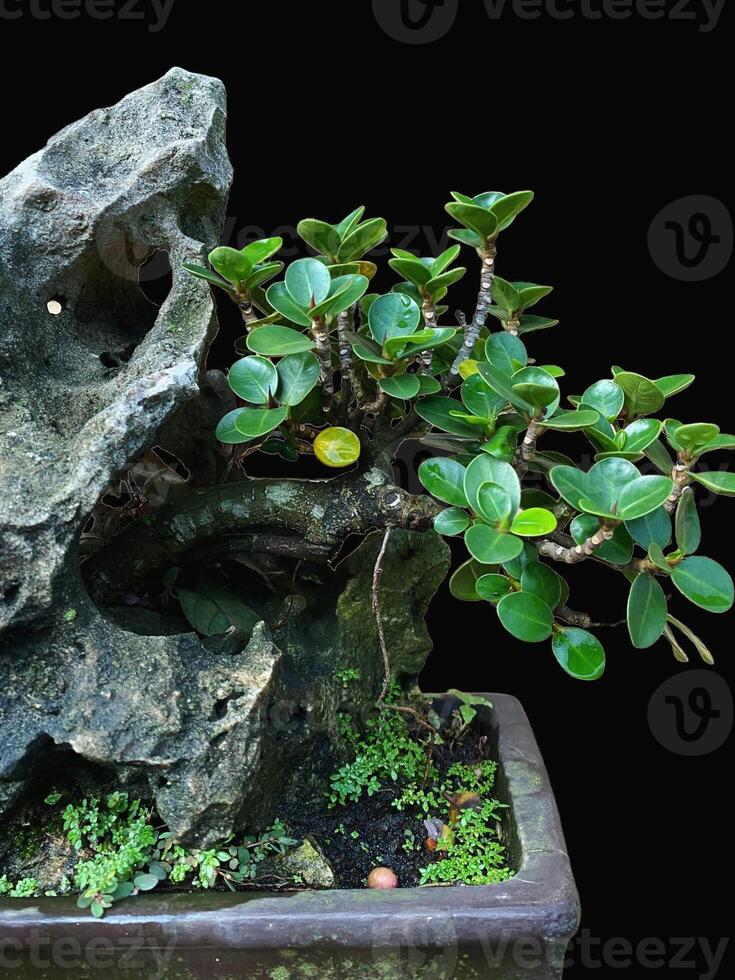 Bonsai albero nel un' decorativo pentola foto