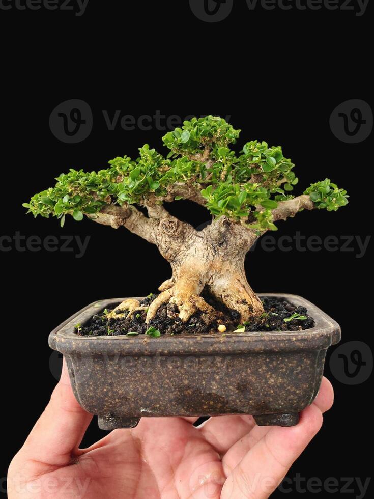 Bonsai albero nel un' decorativo pentola foto