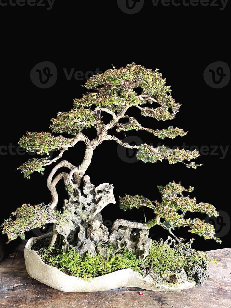 Bonsai albero nel un' decorativo pentola foto