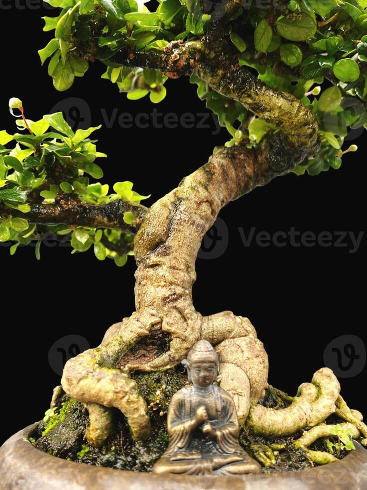 Bonsai albero nel un' decorativo pentola foto